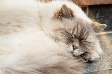 Naklejka na ściany i meble Beige longhair house cat sleeping on an outdoor staircase