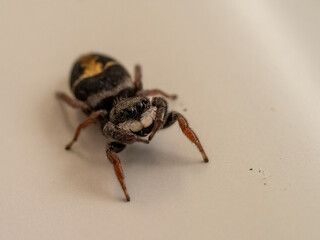 A small jumping spider with yellow bands found in Australia known as the Jovial Jumping Spider (Aprica jovialis). 