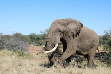 Fototapeta premium Afrikanischer Elefant / African elephant / Loxodonta africana