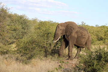 Obraz premium Afrikanischer Elefant / African elephant / Loxodonta africana