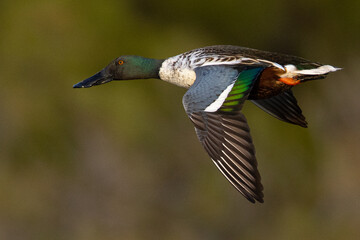 Northern Shoveler flying in beautiful light, seen in the wild in North California