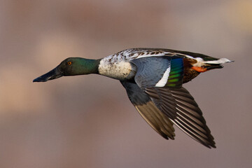 Obraz premium Northern Shoveler flying in beautiful light, seen in the wild in North California