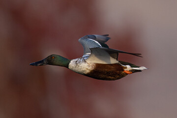 Obraz premium Northern Shoveler flying in beautiful light, seen in the wild in North California