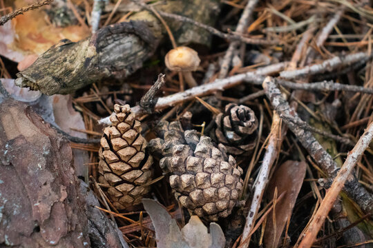 Pinecones and leaves autumn texture background.