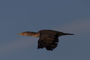 Double-crested cormorant in beautiful light, seen in the wild in North California 