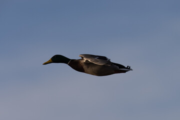 female wild duck,  seen in a North California marsh