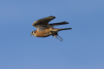 Fototapeta premium Extremely close view of a male kestrel flying with a small bird in his talons