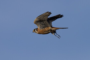 Extremely close view of a male kestrel flying with a small bird in his talons