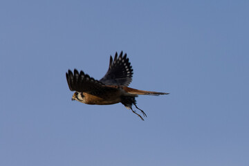 Extremely close view of a male kestrel flying with a small bird in his talons