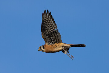 Fototapeta premium Extremely close view of a male kestrel flying with a small bird in his talons