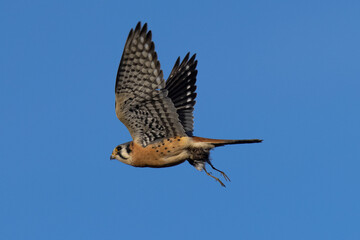 Extremely close view of a male kestrel flying with a small bird in his talons