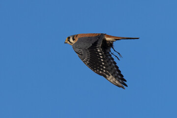 Extremely close view of a male kestrel flying with a small bird in his talons