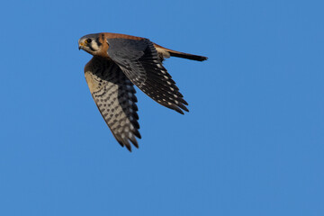 Extremely close view of a male kestrel flying with a small bird in his talons