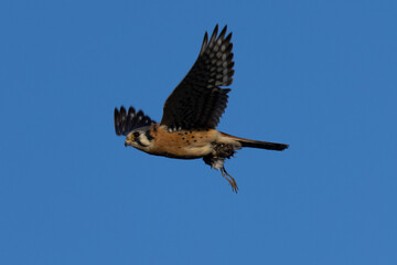 Extremely close view of a male kestrel flying with a small bird in his talons