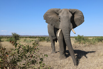 Fototapeta premium Afrikanischer Elefant / African elephant / Loxodonta africana