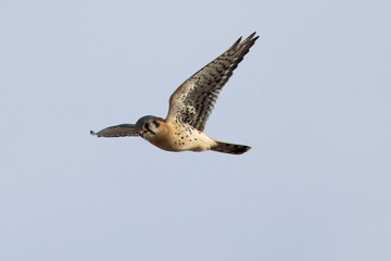 Extremely close view of a male kestrel flying in beautiful light