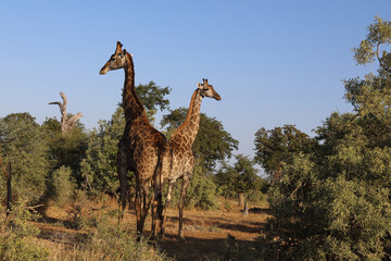 Giraffe / Giraffe / Giraffa Camelopardalis