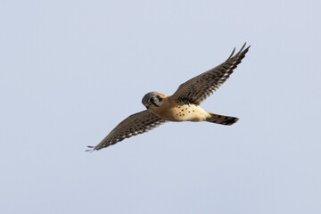 Extremely close view of a male kestrel flying in beautiful light