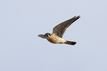 Extremely close view of a male kestrel flying in beautiful light