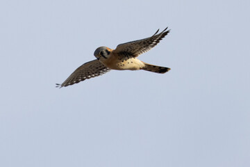Extremely close view of a male kestrel flying in beautiful light