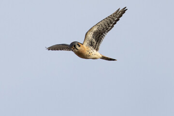 Extremely close view of a male kestrel flying in beautiful light