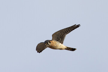 Extremely close view of a male kestrel flying in beautiful light