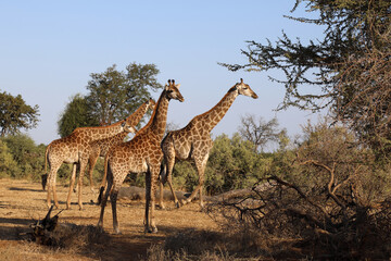 Giraffe / Giraffe / Giraffa Camelopardalis