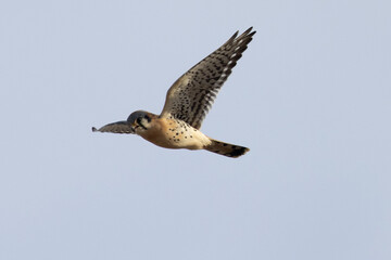Extremely close view of a male kestrel flying in beautiful light