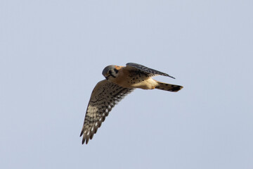 Extremely close view of a male kestrel flying in beautiful light