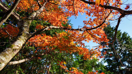 秋, 木, 落ちる, 葉, 自然, 赤, 葉, 森, 黄色, 空, オレンジ