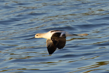Close-up of an American avocet flying over water , seen in the wild in a North California marsh 