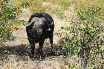 Obraz premium Kaffernbüffel / Buffalo / Syncerus caffer