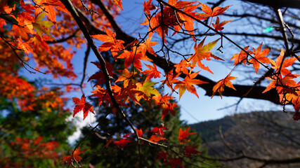 秋, 木, 落ちる, 葉, 自然, 赤, 葉, 森, 黄色, 空, オレンジ