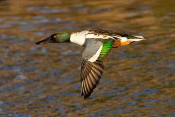 Obraz premium Northern Shoveler flying in beautiful light, seen in the wild in North California