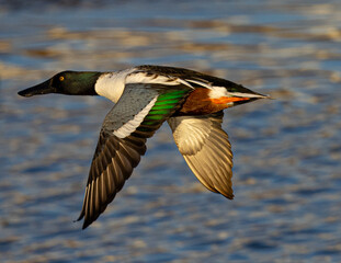 Northern Shoveler flying in beautiful light, seen in the wild in North California