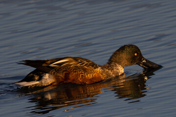 Northern Shoveler in beautiful light, seen in the wild in North California
