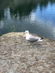 seagull on the beach