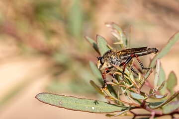 A Robber Fly of the scientific family Asilidae. Robber flies are large, bristly flies that catch their prey (usually other insects) mid-flight. 