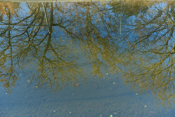 reflection of a tree in the water