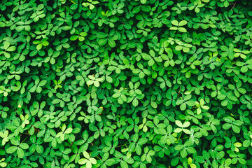 Green grass wall texture for backdrop design and eco wall and die-cut for artwork.