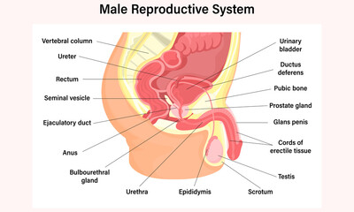 Male reproductive system illustration