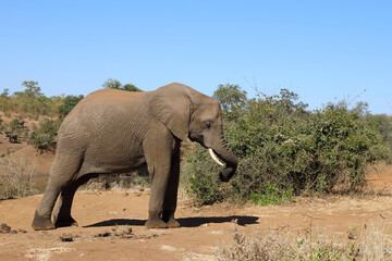 Obraz premium Afrikanischer Elefant / African elephant / Loxodonta africana