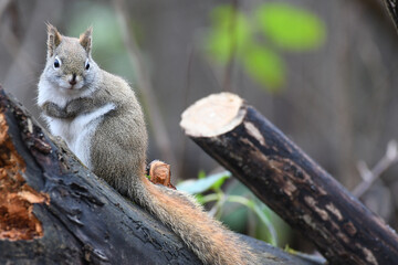 Closeup of a grey squirrel standing on a branch and looking at camera