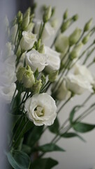 eustoma