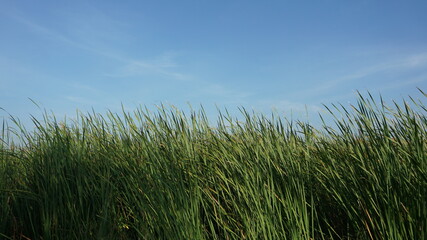 grass and sky