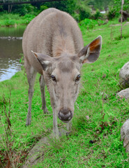 Fototapeta premium deer in the forest