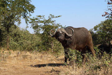 Fototapeta premium Kaffernbüffel / Buffalo / Syncerus caffer