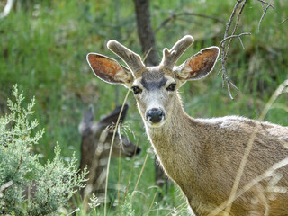 Mule Deer Buck Up-Close