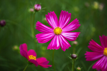 Obraz premium コスモス