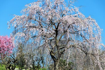 青空と枝垂れ桜